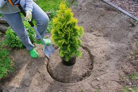 Jak sadzić tuje ‘Szmaragd’ na żywopłot - poradnik praktyczny
