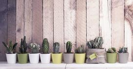 Kaktusy doniczkowe - odmiany, pielęgnacja, podlewanie, ciekawostki