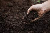 Użyźnianie gleby krok po kroku - jak użyźnić ziemię w ogrodzie?