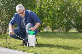 Chwasty na trawniku - najskuteczniejsze metody usuwania, opryski, porady