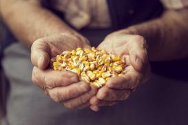 Nasiona kukurydzy do siewu i na ziarno - rodzaje, ceny, opinie, porady