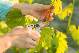 Przycinanie winogron krok po kroku - jak i kiedy prawidłowo ciąć winogrona?