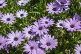 Dimorfoteka ogrodowa - piękny kwiat - wysiew, uprawa, pielęgnacja, porady
