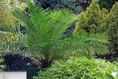 Daktylowiec kanaryjski (palma królewska) w doniczce - uprawa, pielęgnacja, podlewanie