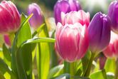 Tulipan jerozolimski - opis, ceny cebulek, uprawa, pielęgnacja, porady
