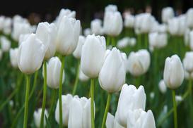 Białe tulipany - popularne odmiany, uprawa, pielęgnacja, porady