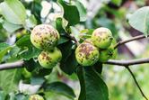 Najczęstsze choroby drzew owocowych i ich zwalczanie - praktyczny poradnik