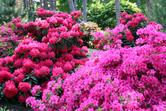 Ceny rododendronów - sprawdzamy, ile kosztują sadzonki i krzewy