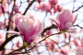 Magnolia: odmiany, najpopularniejsze i najpiękniejsze rodzaje