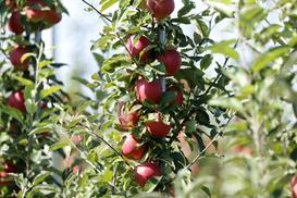 Jabłoń Gala - opis, sadzenie, uprawa, pielęgnacja, przycinanie