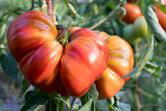 Odmiany pomidorów - wybieramy najlepsze i najsmaczniejsze gatunki