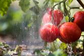 Podlewanie pomidorów krok po kroku - poznaj podstawowe zasady