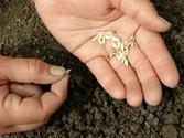 Jakie nasiona ogórków wybrać? Odmiany, ceny, opinie, porady