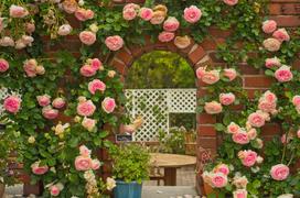 Róża Eden (Eden Rose) - sadzenie, uprawa, pielęgnacja, porady