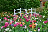 14 ciekawych odmian tulipanów - poznaj je wszystkie!