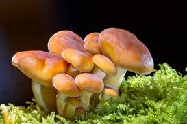 Jak zacząć uprawę grzybów jadalnych w ogrodzie i zbierać obfite plony?