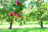 Jabłoń 'Gloster' - opis, wymagania, sadzenie, cięcie, choroby