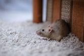 Elektryczny odstraszacz myszy – rodzaje, działanie, skuteczność