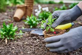 Jak sadzić i siać warzywa w ogródku?