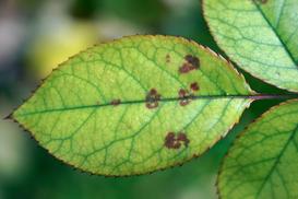Mączniak rzekomy - jak walczyć z chorobą roślin? Środki chemiczne i opryski