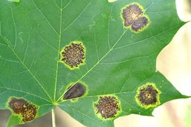 Czarna plamistość liści - jak wygląda choroba, zwalczanie, skuteczne środki