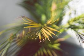 Rizoktonioza palmy - jak zwalczyć chorobę? Domowe sposoby
