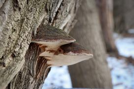 Czyreń ogniowy - co zrobić gdy grzyb zaatakuje pień drzewa?