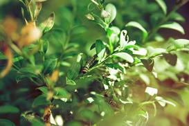 Wzdymacz bukszpanowy - poskręcane liście bukszpanu. Jak zwlaczyć szkodniki?