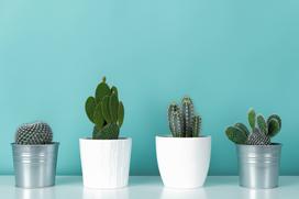 Jak często podlewać kaktusy doniczkowe? Ważne wskazówki