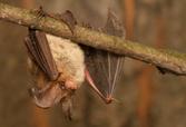 Nietoperze w Polsce - gatunki, występowanie, ciekawostki