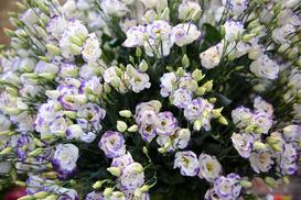 Eustoma - kwiat idealny na bukiet ślubny