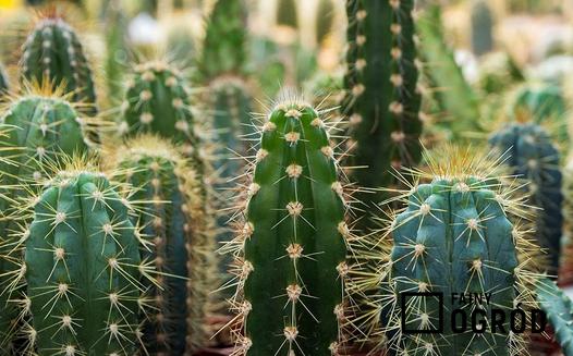Rośliny kaktusowate