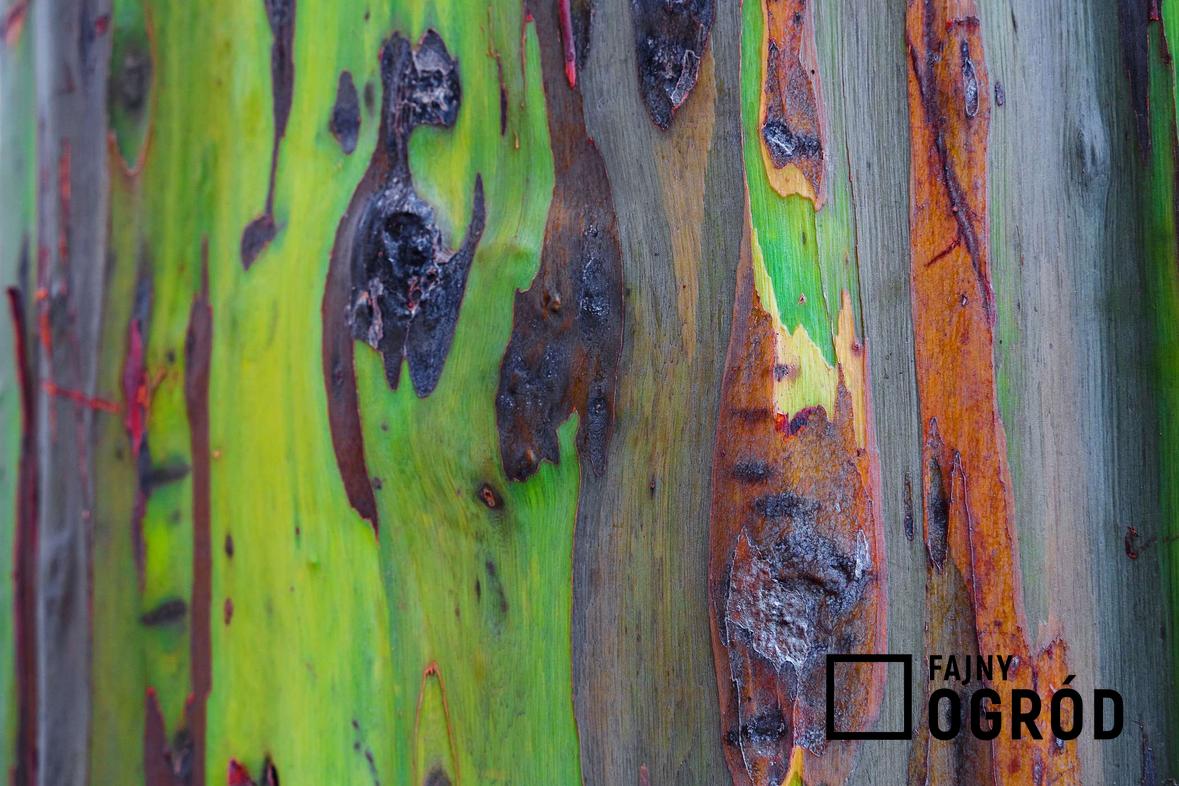 Zdjęcie przedstawia eukaliptus tęczowy