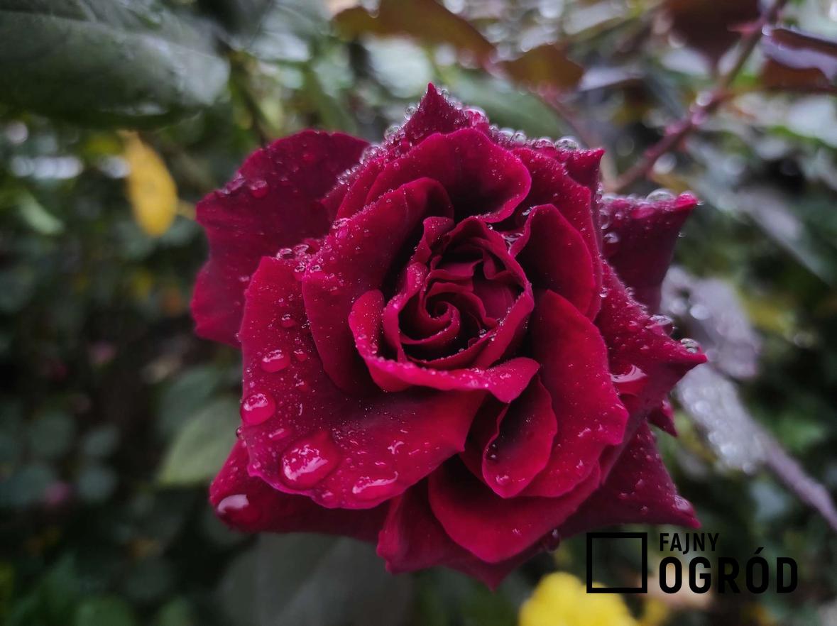 Zdjęcie przedstawia różę wielokwiatową ‘mister lincoln’