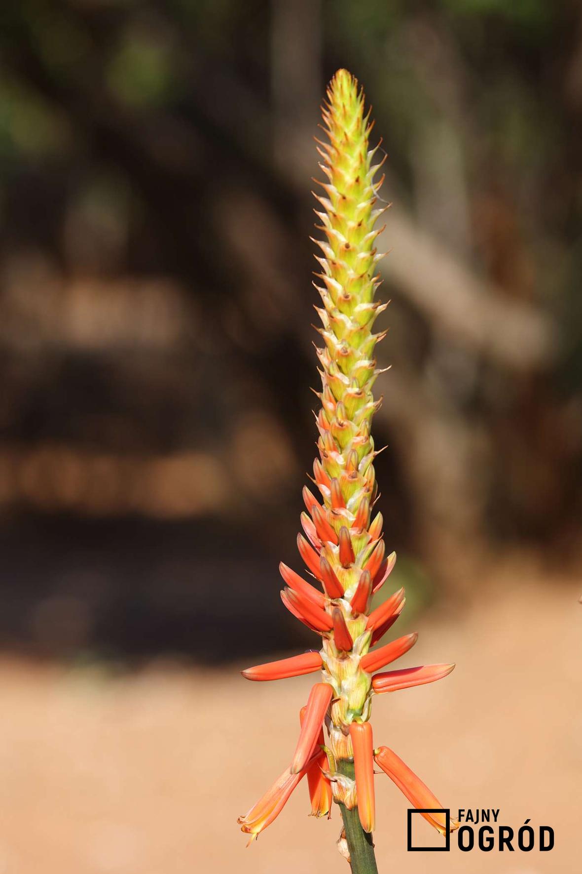 Aloes barbadeński