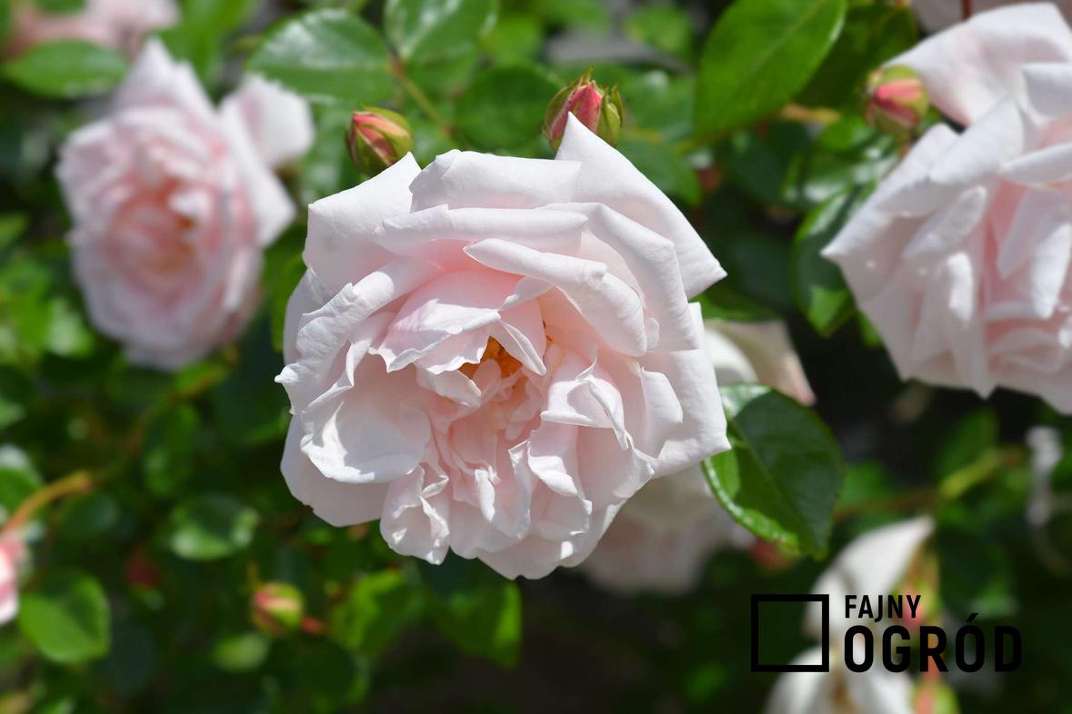 Zdjęcie przedstawia różę 'new dawn'