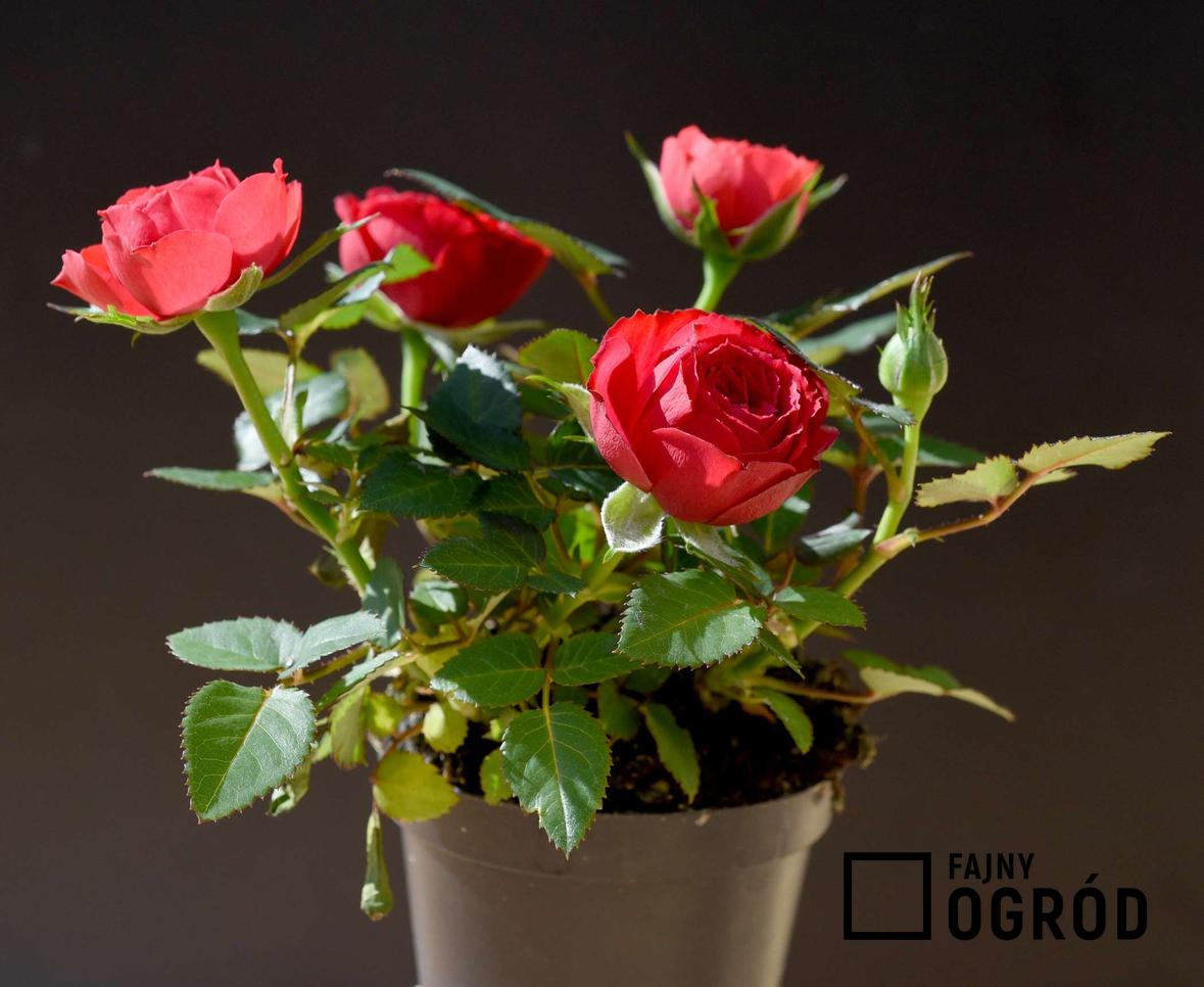 Zdjęcie przedstawia różę 'zwergenfee'