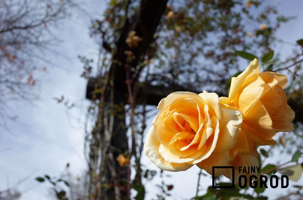 Zdjęcie przedstawia różę 'lady hillingdon'