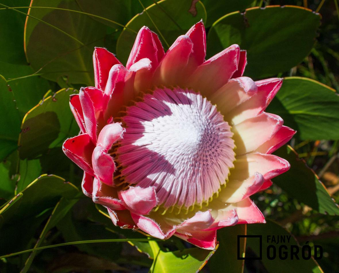 Protea królewska