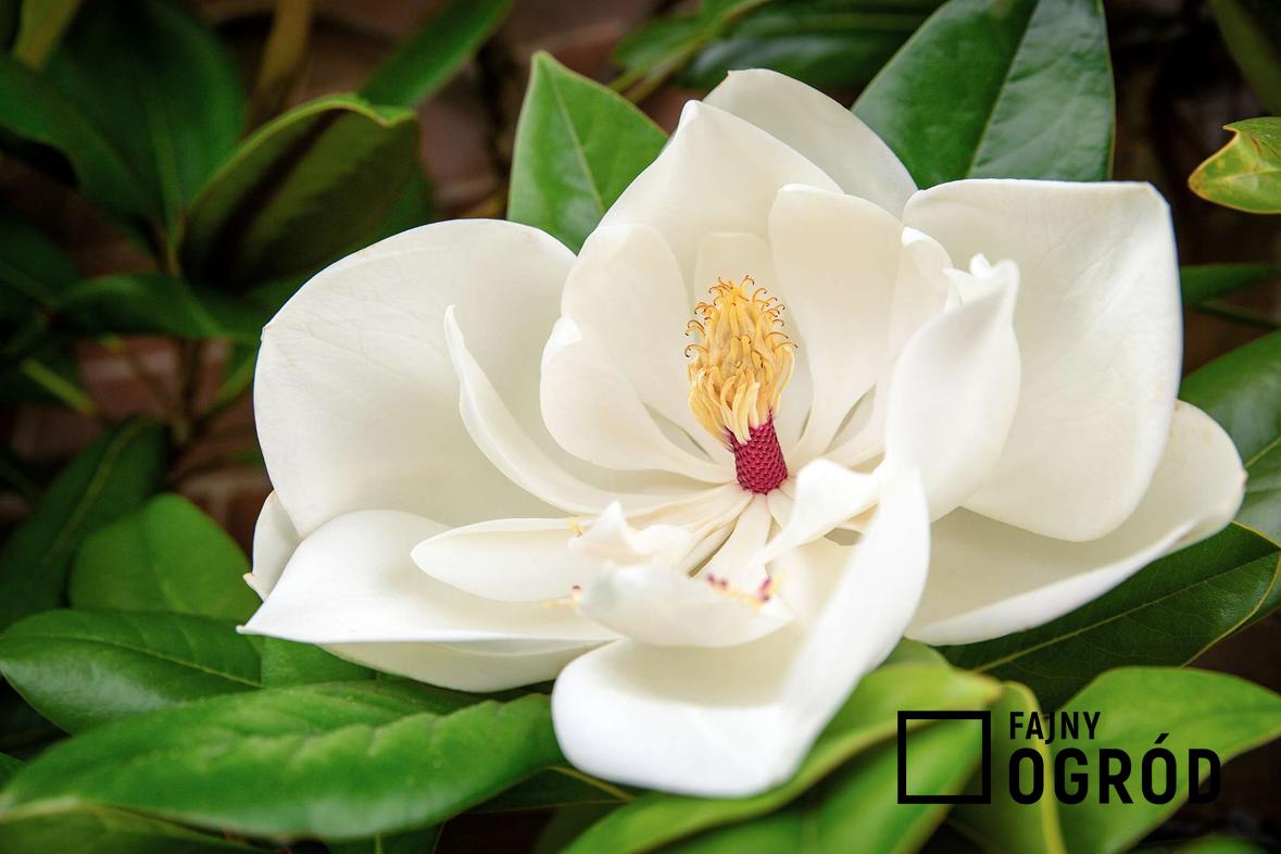 Zdjęcie przedstawia magnolię wielkokwiatową