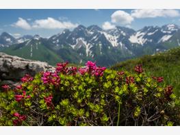 Różanecznik alpejski - zdjęcie 1