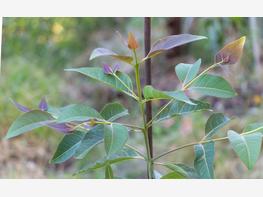 Eukaliptus tęczowy - zdjęcie 2
