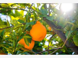 Pomarańcza chińska - zdjęcie 2
