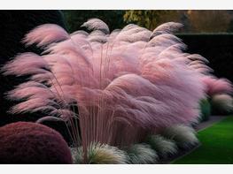 Miskant chiński 'Flamingo' - zdjęcie 1
