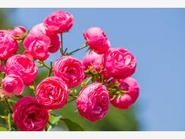 Róża rabatowa 'Pomponella' - zdjęcie 2