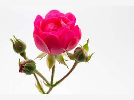 Róża rabatowa 'Pomponella' - zdjęcie 4