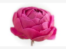 Róża rabatowa 'Pomponella' - zdjęcie 5