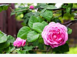 Róża stulistna - zdjęcie 1