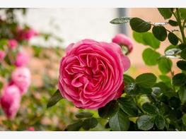 Róża stulistna - zdjęcie 2