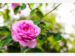 Róża stulistna - zdjęcie 5